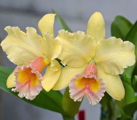 Cattleya Orchid yellow Cattleya Orchids, Yellow Orchid, Cattleya Orchid, Exotic Orchids, Unusual Flowers, Orchid Care, Orchid Plants, Beautiful Orchids, Rare Flowers