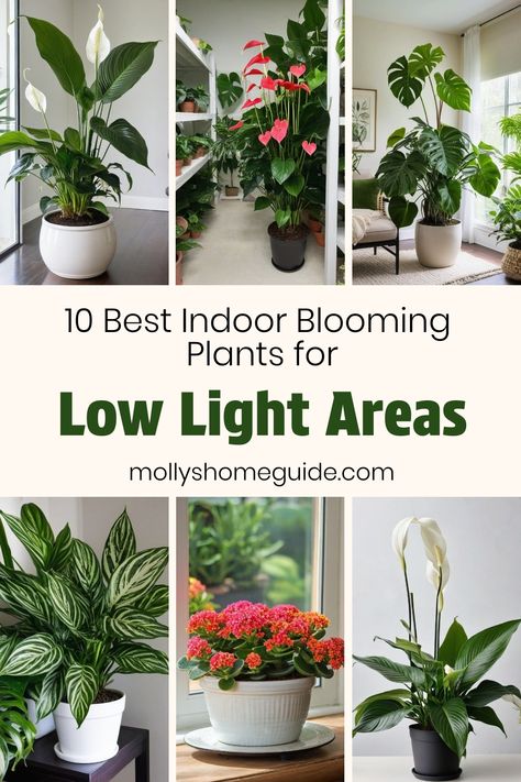 Discover the beauty of houseplants that thrive in low-light environments with these stunning options! Whether you're new to indoor gardening or looking to enhance your bedroom or bathroom with fragrant greenery, these plants are perfect for spaces with limited natural light. From elegant flowering houseplants to easy-care indoor favorites, find the best plants for low light rooms and brighten up any corner of your home. Explore a variety of low-light indoor plants that are both beautiful and beg Indoor Plants Indirect Light, Plants In Family Room, Easy Low Light Indoor Plants, Indoor Plant Low Light, Low Light Office Plants, Plants In The Living Room Ideas, Low Light Plants Indoor Bathroom, Plants For Kitchen Counter, Bedroom Plants Low Light