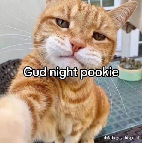 Good Night Meme, Funny Looking Cats, Funny Animal Photos, Silly Cats Pictures, Japon Illustration, Goofy Pictures, Funny Animal Jokes, Silly Animals, Very Funny Pictures