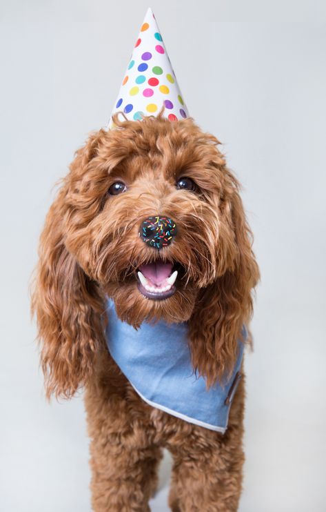 Dog Baking Photography, Dog Calendar Ideas, Senior Dog Birthday Photoshoot, Diy Dog Photoshoot, Dog Photoshoot Birthday, Dogs Photoshoot Ideas, Pet Studio Photography, Dog Studio Photoshoot, Dog First Birthday Pictures