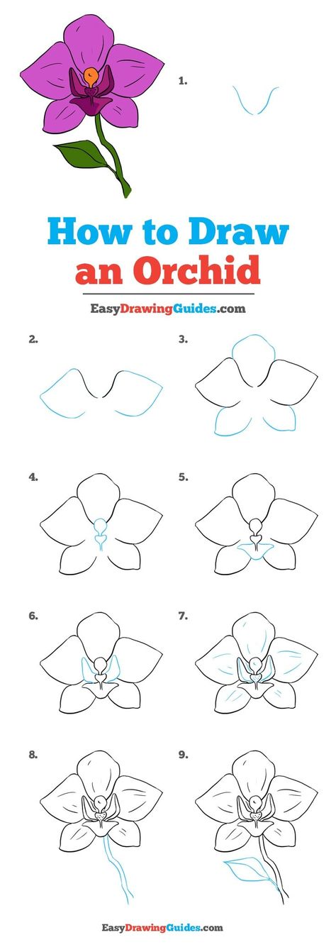 Learn How to Draw an Orchid: Easy Step-by-Step Drawing Tutorial for Kids and Beginners. #Orchid #DrawingTutorial #EasyDrawing See the full tutorial at https://easydrawingguides.com/how-to-draw-an-orchid/. Orchid Illustration, Step Ideas, Orchid Wallpaper, Orchid Drawing, Orchid Photography, Orchid Tattoo, Flower Drawing Tutorials, Drawing Tutorials For Beginners, Easy Drawing Tutorial