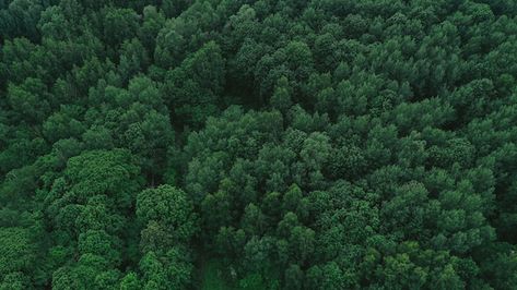 Shape Photography, 숲 사진, Wooden Path, Maligne Lake, Waterfall Landscape, Plitvice Lakes, Banyan Tree, Clear Lake, Nature Forest