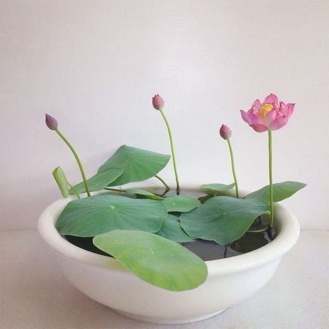 Micro Lotus, Tanaman Air, Taman Air, Indoor Water Garden, Have Inspiration, Pretty Plants, Plant Mom, Decor Minimalist, Garden Cottage