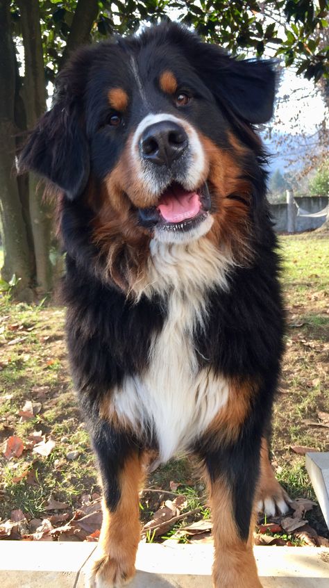 Bernice Mountain Dog, Bernese Dog, Bernese Mountain Dog Puppy, Mountain Dog, Bernese Mountain, Bernese Mountain Dog, Bern, Burmese, Happy Dogs