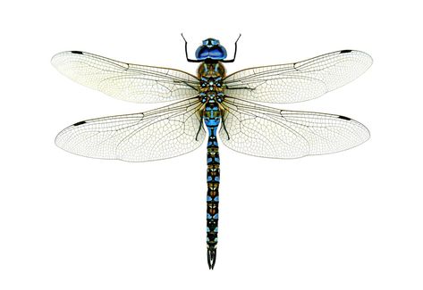 Birding and butterflying have long been popular. With the advent of easy-to-use field guides and common, colorful name Dragonfly Tattoos, Borboleta Tattoo, Dragonfly Images, Dragonfly Drawing, Hand Lens, Dragonfly Tattoo Design, Dragonfly Insect, Coraline Jones, Blue Dragonfly