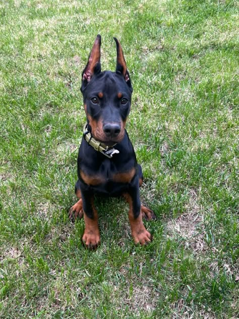 Doberman Doberman Puppy Black, Mini Doberman, Doberman Puppies For Sale, Doberman Puppies, Dutch Shepherd, Dog Pic, Most Beautiful Dogs, Doberman Puppy, Doberman Dogs