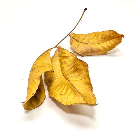 Hickory Leaf Photo Reference | Steve Mitchell on Patreon Leaves Reference Photo, Leaf Reference Photo, Leaf Reference, Hickory Leaf, Leaf Photo, Botanical Sketchbook, Hyper Realistic Paintings, Leaf Photography, Plant Drawing