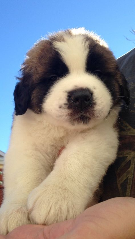 Baby St Bernard Puppies, St Bernard Puppy Aesthetic, At Bernard Puppies, Saint Bernard Aesthetic, At Bernard, Saint Bernard Puppies, Saint Bernard Puppy, San Bernard, Saint Bernard (dog)