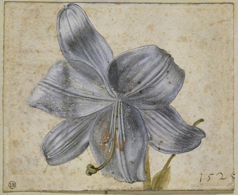 Albrecht Dürer 'Study of Lilies' 1526 watercolor | Albrecht … | Flickr Albrecht Dürer, Albrecht Durer, Principles Of Art, Botanical Art Prints, Italian Artist, Chiaroscuro, Botanical Illustration, Botanical Art, Art Original