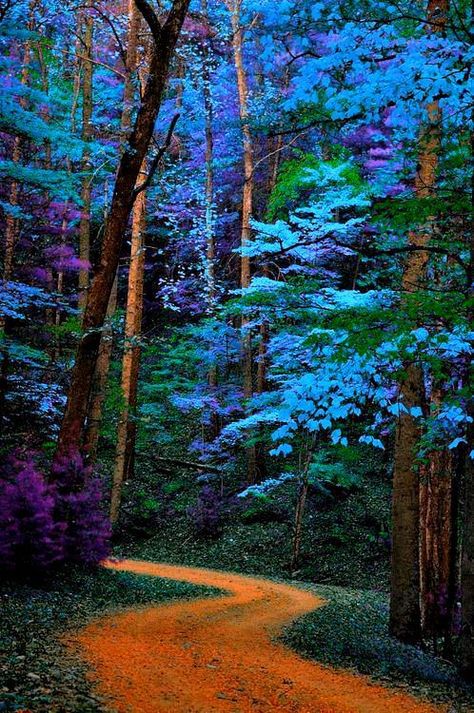 Great Smoky Mountains, Blue Trees, फोटोग्राफी 101, Matka Natura, Great Smoky Mountains National Park, Blue Tree, Smoky Mountain National Park, Alam Semula Jadi, Fotografi Potret