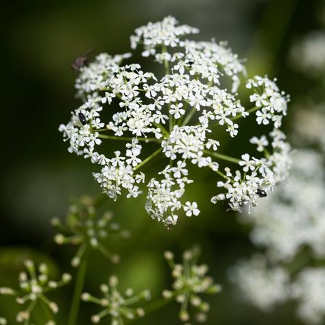 What does poison hemlock look like? How to spot one of America's deadliest plants Poison Hemlock, Deadly Plants, Poison Garden, Beautiful White Flowers, Live Earth, Flower Crew, Many Friends, Poisonous Plants, Flower Therapy