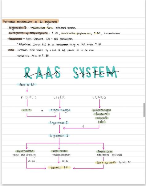 Pathophysiology Nursing Notes - Etsy Canada Adrenergic Agonist And Antagonists, Pathophysiology Nursing Notes Template, Med Surg Nursing Notes, A&p Notes Nursing Schools, Study Tips Medical School, Medsurg Nursing Study Guides, Anesthesiologist Notes, Medical Notes Study Guides, Cna Notes Nursing Students