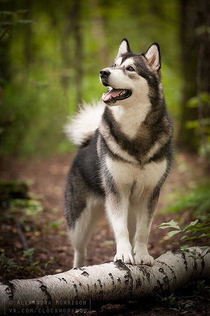 He was part Timber Wolf and Malamute, breeds that were as “hard-headed” as they come. This combination also made my Shadow very needy to be part of my “pack.” Most of my family loved him to pieces; but some made comments calling him “Wyle E. Coyote,” and other silly names. http://blog.gainko.com/?p=74 Caine Husky, Husky Puppies, Cute Husky, Siberian Husky Dog, A Husky, Siberian Huskies, Alaskan Malamute, Wolf Dog, Blue Heeler