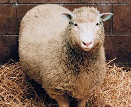 In 1996, the world met Dolly the sheep: the world's first cloned mammal Somatic Cell, Scotland Uk, The Sheep, Poster Pictures, Banner Printing, Dolly Parton, Glossy Photo Paper, Conversation Piece, Picture Photo