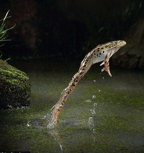 Leopard Frog Leaping Pixdaus.com Stop Motion Photography, High Speed Photography, Jumping Frog, Animal Movement, Motion Photography, Reptiles And Amphibians, Nature Photographs, Photo Reference, Amphibians