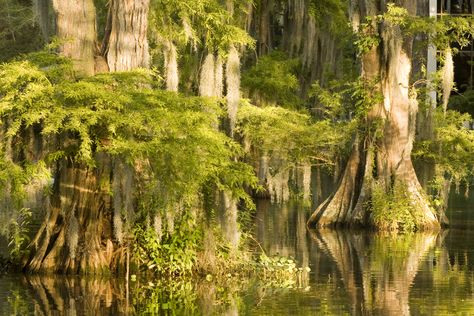 Bayou Photography, Swamp Sunset, Louisiana Swamp, Louisiana Bayou, Bald Cypress, Lake Side, Southern Gothic, Cypress Trees, Jolie Photo