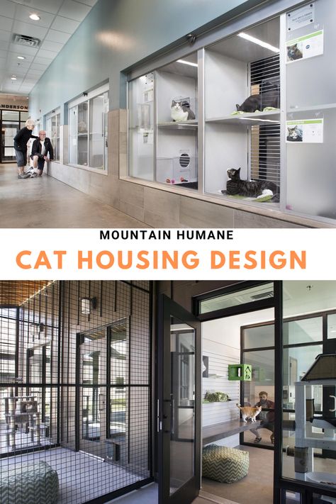 Cat Boarding Facility, Cat Hotel Design Ideas, Cat Boarding Ideas, Cat Hotel Design, Luxury Cat Room, Cat Hotel Ideas, Pet Hotel Design, Cat Daycare, Dog Boarding Ideas