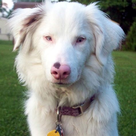 Albino Dogs, Albino Dog, Merle Australian Shepherd, Aussie Puppies, Albino Animals, Australian Shepherd Dogs, Dog Branding, Dog Facts, Pretty Dogs