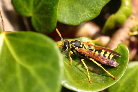 Why Yellow Jacket Stings Can Be Serious How To Get Rid Of Yellow Jackets In Ground, Homemade Yellow Jacket Trap, Wasp Deterrent, Wasp Killer, Yellow Jacket Insect, How To Treat A Wasp Sting, Yellow Jacket Bee, Wasp Repellent, Sting Relief