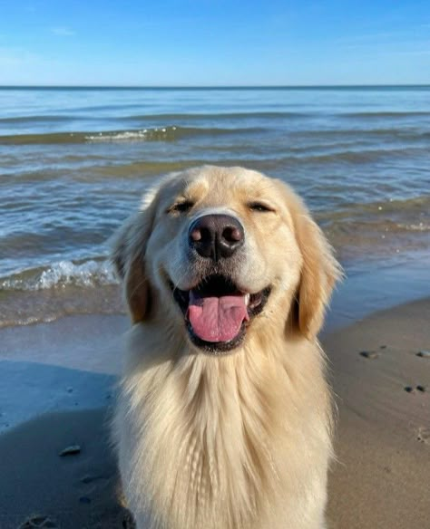 Golden Retriever Aesthetic, Cute Dog Wallpaper, 강아지 그림, Very Cute Dogs, Dream Dog, Pretty Animals, Retriever Puppy, Animals Cute, Cute Dogs And Puppies