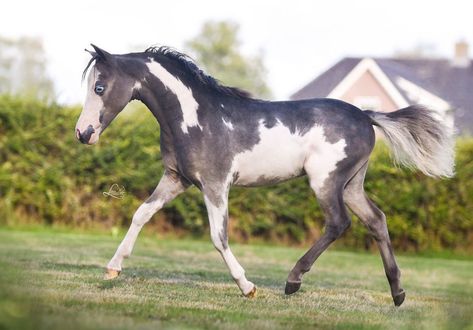 American Miniature Horse, Welsh Pony, Miniature Horses, Horse Coats, Horse Colors, Mini Pony, Mini Horse, Miniature Horse, Coat Patterns