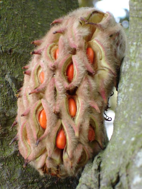 Rare Fruits, Giant Vegetable, Weird Fruit, Fruit World, Strange Fruit, Unique Fruit, Weird Plants, Plant Fungus, Backyard Vegetable Gardens