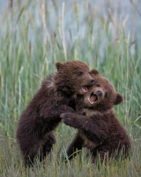 Bear Cub Cute, Wild Life Videos, Grizzly Bear Cub, Baby Cubs, Baby Bears, Bear Cub, Love Bear, Bear Cubs, Bear Art