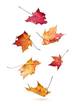 LifeSpa Fall Equinox, image of fall leaves falling Falling Leaves Painting, Falling Leaves Drawing, Falling Leaves Tattoo, Tree Drawing Watercolor, Maple Tree Drawing, Fall Leaves Falling, Painting Fall Leaves, Fall Leaves Drawing, Fall Leaves Tattoo