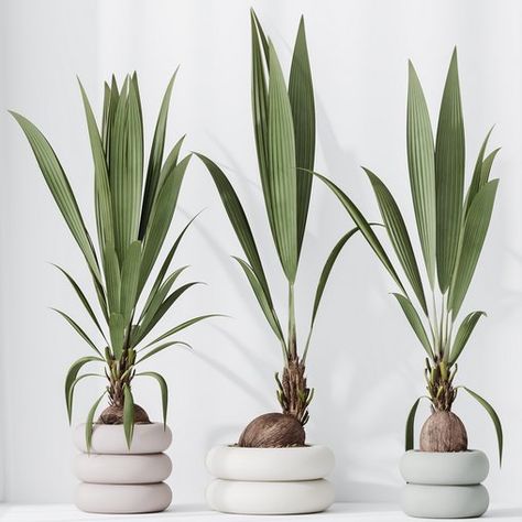 HousePlants Genus Cocos nucifera Coconut Palm Dark Green Shades, Snake Plants, Grayish Green, Cocos Nucifera, Material Library, Green Shades, Coconut Palm, Snake Plant, Organic Modern