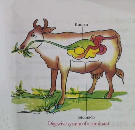 Digestive system of a cow Ruminant Digestive System, Cow Digestive System, Stomach Digestive System, Digestive System Diagram, Science Drawing, Hindi Alphabet, Cow Drawing, A Cow, Cute Cows