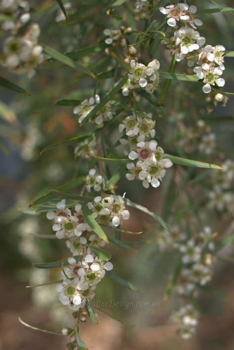 Truly Wind Tolerant Natives - Mallee Design Leptospermum Brachyandrum, Australia Flowers, Australian Garden Design, Flowers Creative, Tiny White Flowers, Australian Native Flowers, Planting Ideas, Native Flowers, Australian Plants