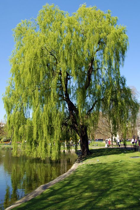 https://flic.kr/p/7XxSd5 | Weeping Willow Large Willow Tree, Wipping Willow Trees, Weeping Willow Aesthetic, Willow Tree Landscaping, Weeping Willow Tree Landscape, Weeping Willow Tree Aesthetic, Willow Tree Photography, Old Willow Tree, Weeping Trees