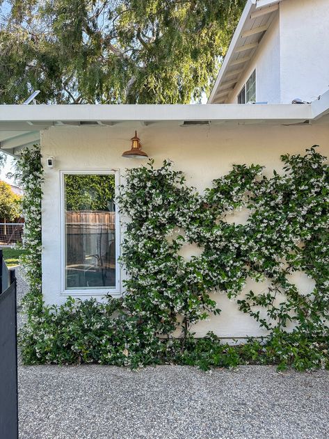 Star Of Jasmine Wall, Jasmine Lattice Wall, Trellis Over Front Door, Climbing Vines On House, Star Jasmine Trellis Wall, Trellis In Garden, Jasmine Trellis Wall, Star Jasmine Wall, Star Jasmine Trellis