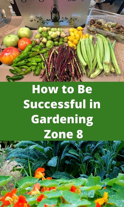 Learn how to successfully garden in Zone 8. No gardening zone is without challenges so be sure to check the end of this post for helpful articles for your gardening zone. #GardeningZone8 #Zone8 #Gardening Planting Calendar For Zone 8, Zone 8 October Planting, Fall Garden Layout Zone 8, Planting Zone 8b Vegetable Garden, Zone 8 Container Gardening, What To Plant August Zone 8, 8b Gardening Zone, Zone 8 Garden Plans, Fall Vegetable Gardening Zone 8