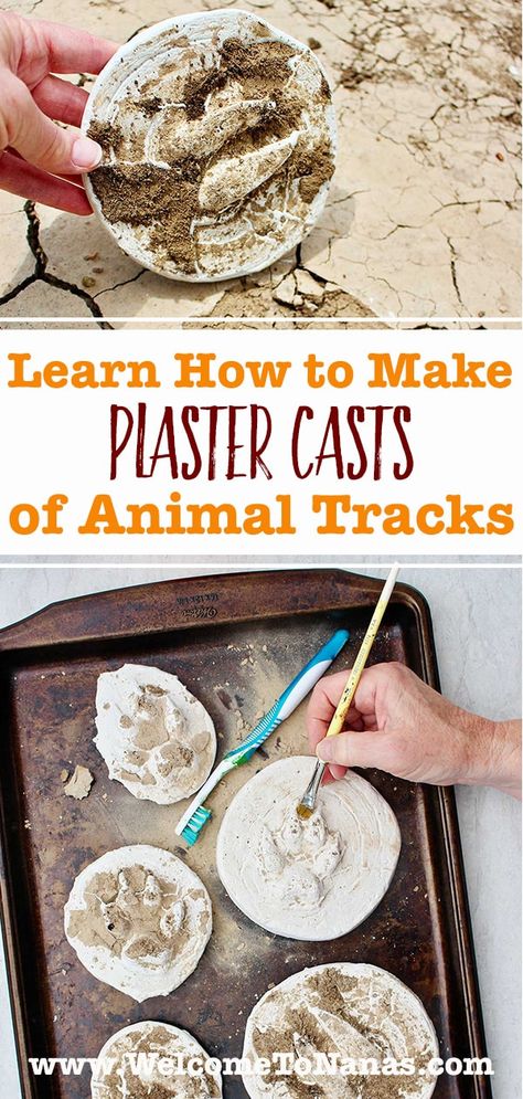 Learn How to Make Plaster Casts of Animal Tracks. Bring the animal footprints home you find on a hike. Easy science activity for all ages. #WelcometoNanas #PlasterCastAnimalTracks #PlasterProjectsforKids #AnimalPrintCraft Animal Tracks Activities, Science Crafts For Kids, Mammals Activities, How To Make Plaster, Animal Paws, Texas Animals, Animal Activities For Kids, Animal Footprints, Science Week