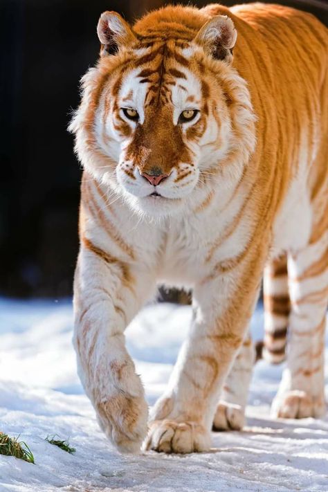 Golden Tabby Tiger, Strawberry Tiger, Tabby Tiger, Golden Tabby, Tiger Walking, Tiger Wallpaper, Tiger Pictures, Wild Animals Pictures, Golden Tiger