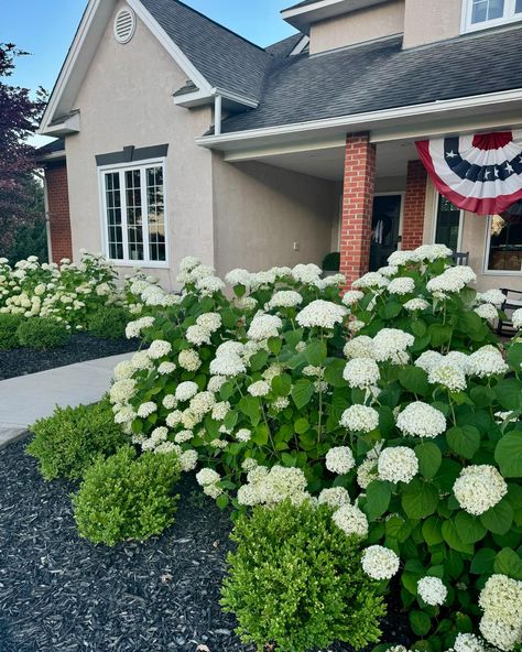 Hydrangeas And Boxwoods, Hydrangea Incrediball, Boxwood Shrub, Incrediball Hydrangea, Hydrangea Season, Annabelle Hydrangea, Large Hydrangea, Box Wood Shrub, Red Brick House