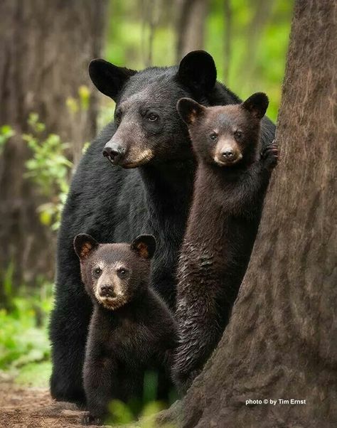 ✨✨ ˚BLACK BEARS IN ARKANSAS. IT'S VERY NORMAL TO SEE ˚BLACK BEARS IN THE WILD BUT NOT TO THE POINT THAT THEY BOTH YOU AT CAMP SITES. I'VE BEEN CAMPING ALL OVER ARKANSAS AND NEVER HAD A CAMP SITE RAIDED BY BEARS! ✨✨ Nosara, Wild Life, Bear Standing, Black Bears, Mother Love, Love Bear, Bear Cubs, Animal Planet, The Animals