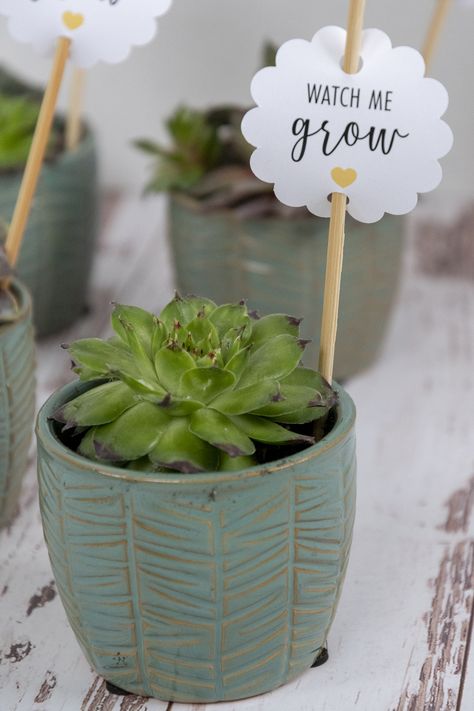 Watch Me Grow Gift Tags Free Printable. Baby Shower Favor Tags for Succulents or Plants. #succulents #babyshowerfavors #watchmegrow Plant Tags Diy, Jar Desserts, Baby Giveaways, First Birthday Favors, Mini Plant Pots, Succulent Favors, Faking It, Watch Me Grow, Baby Shower Tags