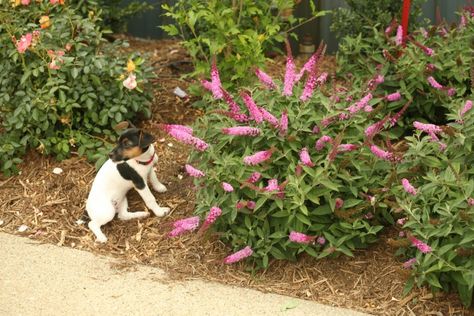 How to Create a Dog-Friendly Garden - Proven Winners ColorChoice Flowering Shrubs Dog Friendly Garden, Puppy Sitting, Proven Winners, Flowering Shrubs, Baby G, Dog Friendly, Flower Beds, Dog Stuff, Dog Friends