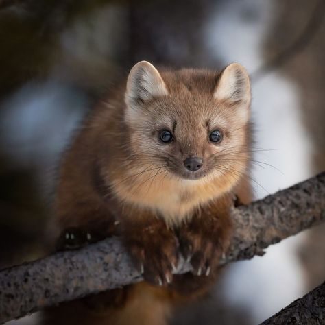 An American Pine Marten right before he leaps out of frame to another tree here in Yellowstone National Park. #marten #martens #pinemarten… | Instagram Pine Martin Animal, Pine Marten Aesthetic, European Pine Marten, American Pine Marten, Martens Animal, Marten Animal, Madison Animal, Pine Martens, Martin Animal