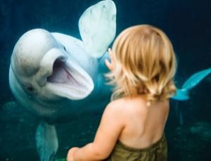 First analysis of beluga whale mimicking human speech World Rivers Day, Mystic Aquarium, Epcot Theme Park, Vancouver Aquarium, Volcano Bay, Food And Wine Festival, Epcot Center, Disney World Epcot, Walt Disney Mickey Mouse