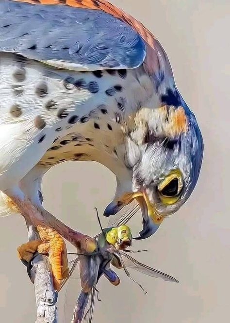 Dessin Game Of Thrones, Animal Study, Kunst Inspiration, Pretty Animals, Silly Animals, Arte Animal, Arte Fantasy, Pretty Birds, Animal Photo