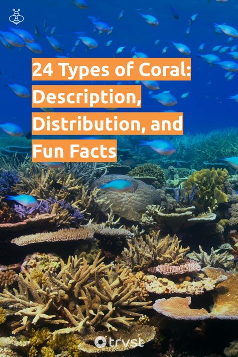 Nature, Sea Coral Photography, Coral Types, Types Of Coral, Elkhorn Coral, Coral Reef Photography, Reef Tank Aquascaping, Octopus Garden, Coral Reef Ecosystem