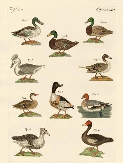 'Different Kinds of Ducks' Giclee Print | Art.com Vintage Boys Room, Waterfowl Art, Hunting Nursery, Duck Nursery, Fishing Scene, Fishing Nursery, Duck Pictures, Turkey Decor, Hunting Art