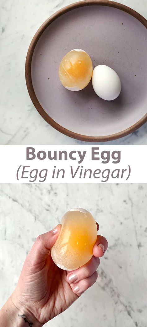 Bouncy Egg Experiment - Childhood Magic Bouncing Egg Experiment, Egg Science Experiment For Kids, Egg In Vinegar Experiment, Bouncy Egg Experiment, Egg In Vinegar, Egg Experiment, Bouncy Egg, Kids Science Experiment, Egg Experiments