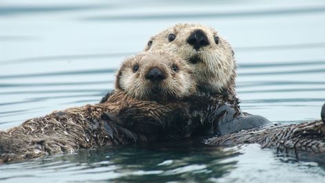 Sea Otters Holding Hands, Otters Holding Hands, Channel Islands National Park, Elephant Seal, Sea Otters, Baby Otters, Polar Animals, Sea Otter, Marine Mammals