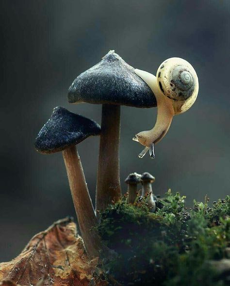 Did you see that?  I think that was a Fairy that just flew under this mushroom!!!  Lightbeingmessages.com Aesthetic Mushroom Wallpaper, Aesthetic Mushroom, Mushroom Wallpaper, Mushroom Pictures, Mushroom Art, Animal Photo, Nature Animals, 귀여운 동물, 그림 그리기