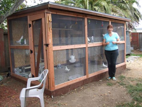 How+to+Build+Pigeon+Cages | Cheryl’s aviary keeps her pet and foster pigeons happy & comfortable Diy Pigeon Cage, Racing Pigeon Lofts, Pigeon Loft Design, Pigeon Cage, Pigeon House, King Pigeon, Rock Border, Pigeon Loft, Pet Bird Cage