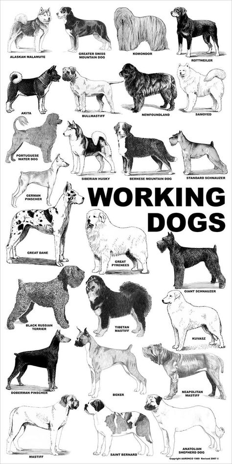 Dog Breed Poster, Dog Breeds Chart, Dog Posters, Friendship Wallpaper, Working Dogs Breeds, Dog Grooming Styles, Dog Walking Business, Akc Breeds, Dog Breeds List